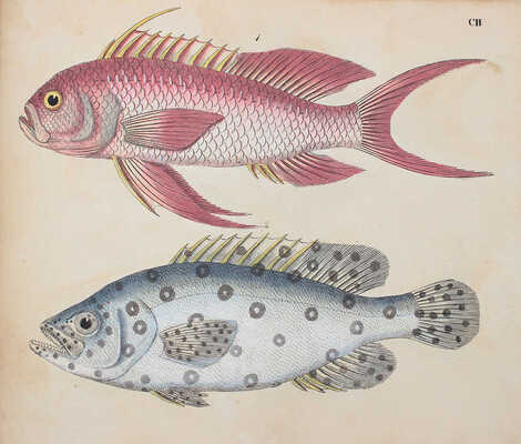 [Естествознание в картинках с пояснительным текстом профессора д-ра Штрака, изданное литографическим институтом], 1819